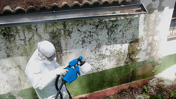 Trusted Attic Mold Removal service in Chester, PA - Cheap Mold Removal